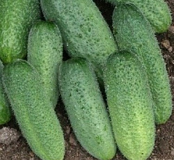 Огурец Гармонист F1