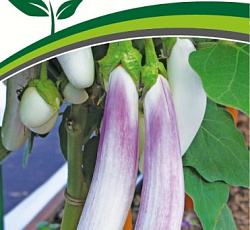 Баклажан Виталик F1