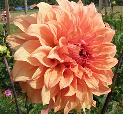 Георгина (декоративная) - Геркулес