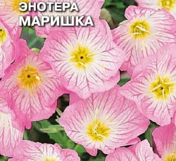 Энотера Маришка