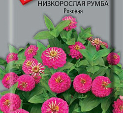 Цинния низкорослая Румба Розовая