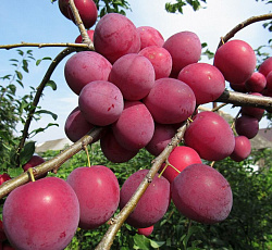 Слива русская (алыча) - Кубанская комета