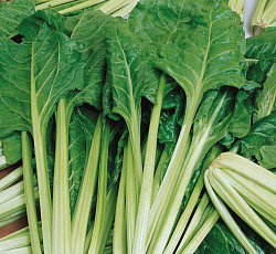 Мангольд Изумруд