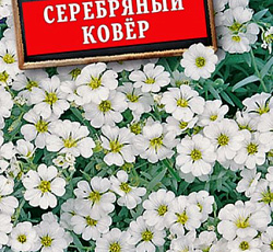 Ясколка Серебряный ковер