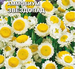 Аммобиум крылатый Звездопад