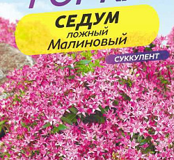 Седум Малиновый