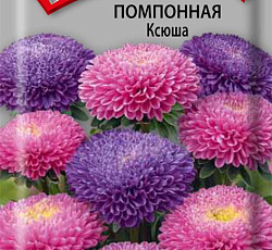 Астра Помпонная Ксюша
