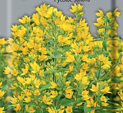 Лизимахия Русское золото