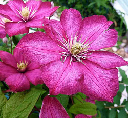 Клематис (крупноцветковый) - Виль де Лион