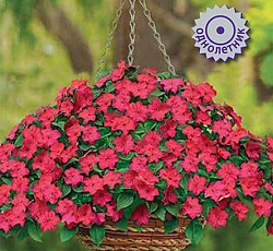 Бальзамин Бикон Кампари