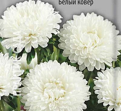 Астра Низкорослая Белый ковер