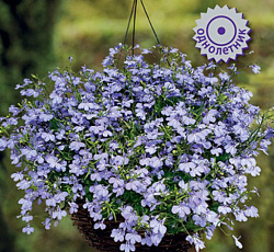 Лобелия ампельная Регата Блю Скай