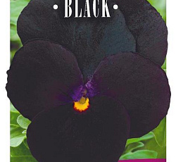 Виола ампельная Водопад черный F1