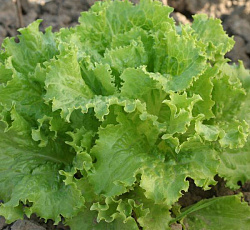 Салат Кучерявец грибовский (полукочанный)