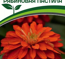 Цинния махровая "Барышня-крестьянка" Рябиновая пастила