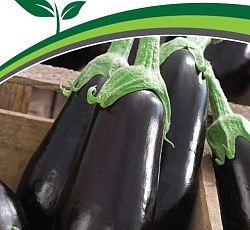 Баклажан Эпик F1