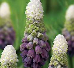 Мускари - широколистный Грейп Айс