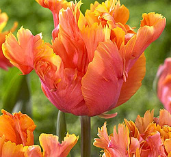 Тюльпан (Попугайный) - Амейзинг Пэррот