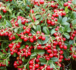 Брусника - Коралл