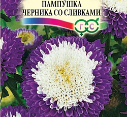 Астра Пампушка Черника со сливками