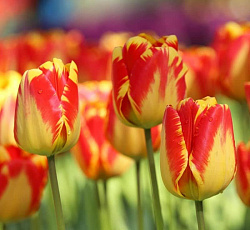 Тюльпан (Дарвинов гибрид) - Баня Лука