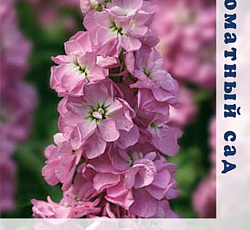 Маттиола Аромагия Розовая