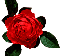Роза водоплавающая Красная