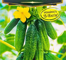Огурец Великолепная пятерка F1