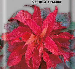 Амарант трехцветный Красный осьминог