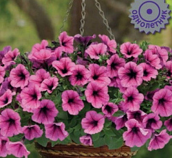 Петуния ампельная Изи Вейв Роуз Фьюжн F1