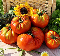 Томат Титан