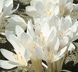 Безвременник (осенний) - Альбум