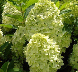 Гортензия (метельчатая) - Жемчужина фестиваля (Люкс)