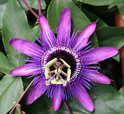 Пассифлора язычковая Съедобная маэстро