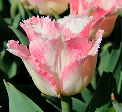 Тюльпан (Бахромчатый) - Ланжери