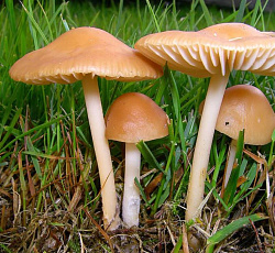 Опенок луговой