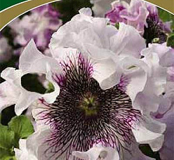 Петуния превосходнейшая Альба