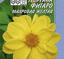 Георгина Фигаро Махровая желтая
