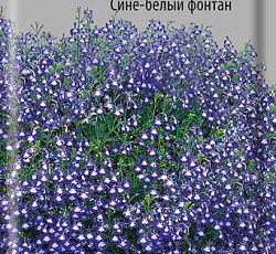 Лобелия Плетистая Сине-белый фонтан