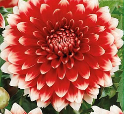 Георгина (декоративная) - Ред энд Вайт Фубуки