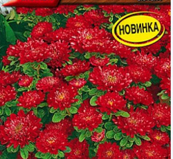 Астра Пиноккио Алая