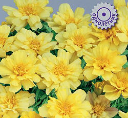 Бархатцы отклоненные Алюмиа Ванилла Крим