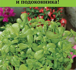Портулак Лакомка (огородный)