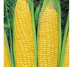 Кукуруза Симпатия F1 (сахарная)