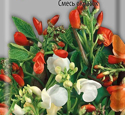 Фасоль вьющаяся Смесь окрасок