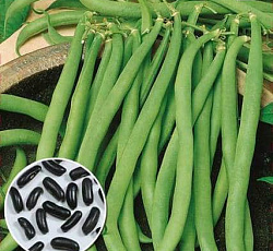 Фасоль овощная Черный опал (спаржевая)