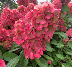 Гортензия метельчатая (Патио) - Бонфайр (Люкс)