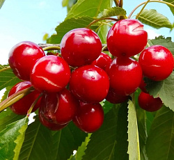 Черешня - Садко