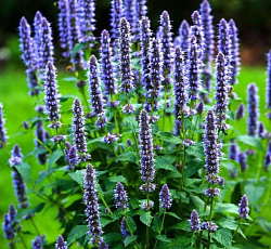 Иссоп лекарственный Лекарь