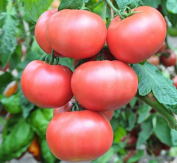 Томат Чудо рынка F1